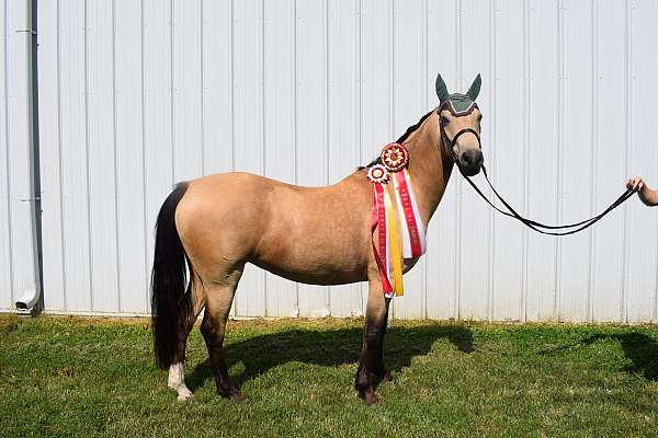 sale-dutch-warmblood-pony