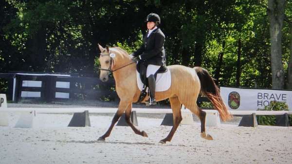 negotiable-dutch-warmblood-pony