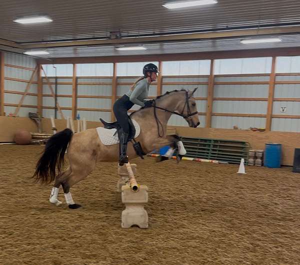 jumping-dutch-warmblood-pony