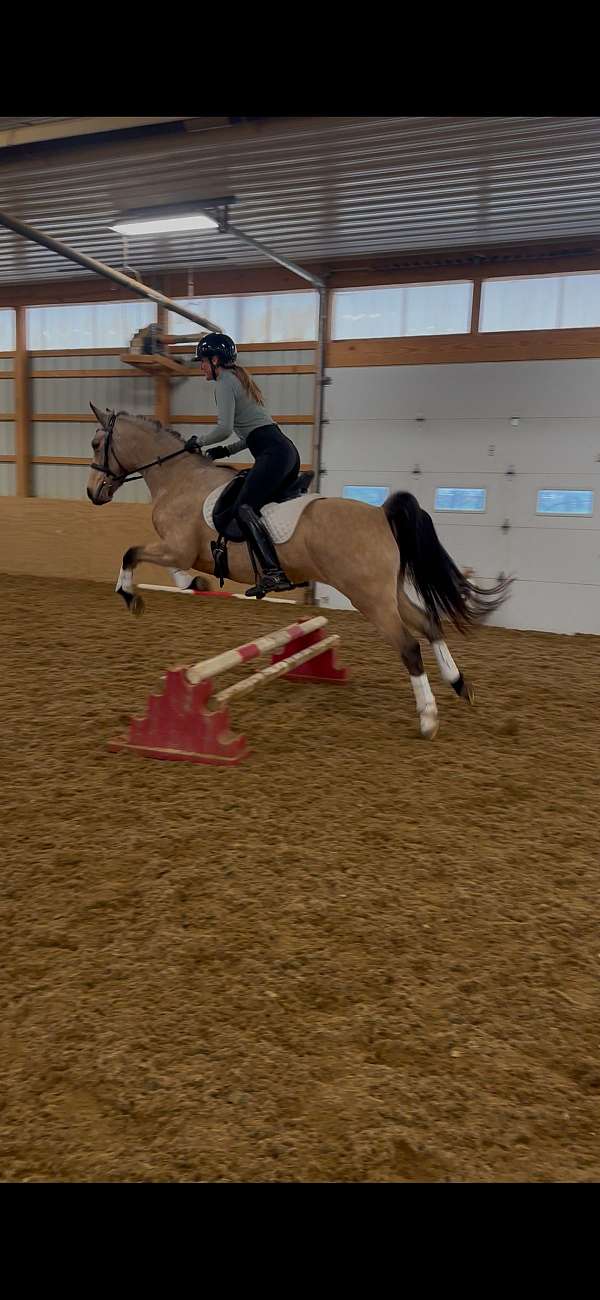 usef-dutch-warmblood-pony