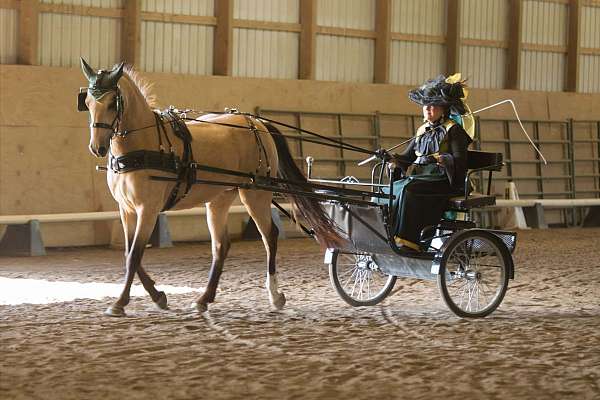 western-dutch-warmblood-pony