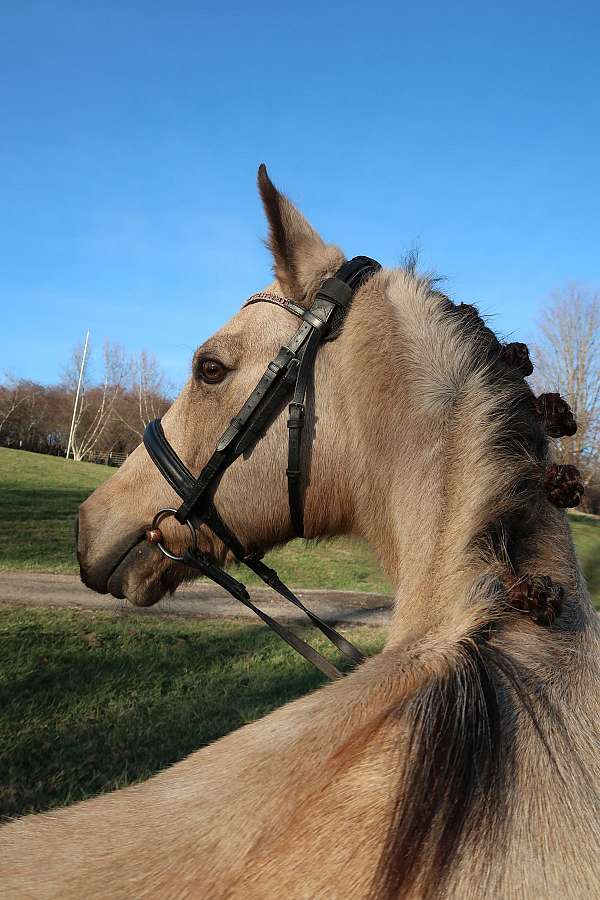 english-dutch-warmblood-pony