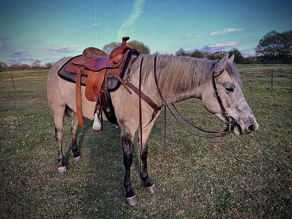 quarter-pony-for-sale