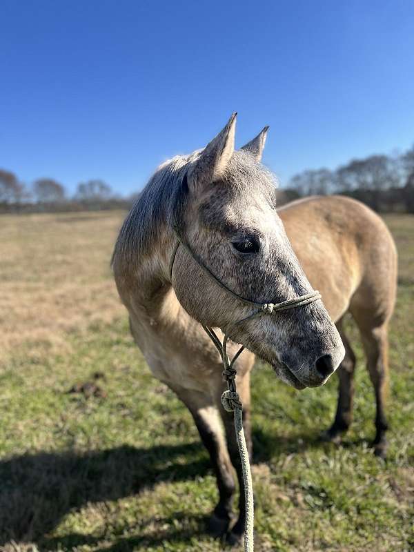 quarter-pony