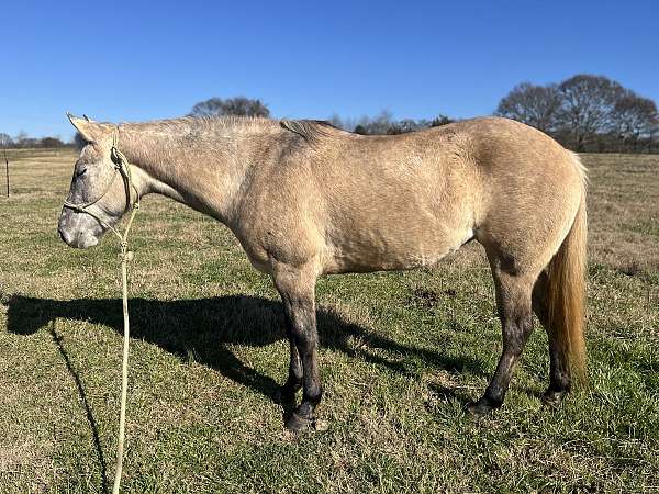 quarter-pony