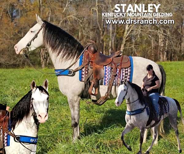 grey-horse-kentucky-mountain