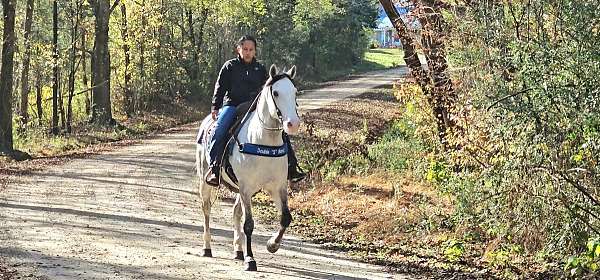 grey-horse-gelding