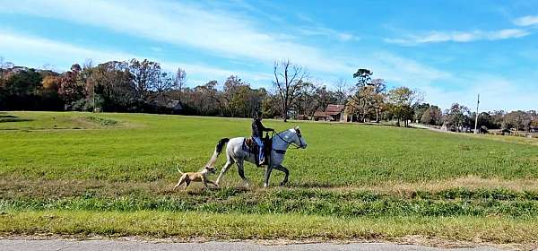 grey-see-pictures-horse