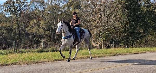 kentucky-mountain-horse