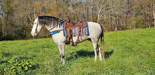 gaited-kentucky-mountain-horse