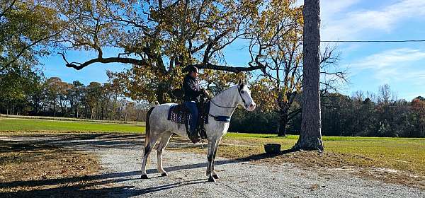 trail-kentucky-mountain-horse