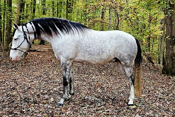 trail-riding-kentucky-mountain-horse