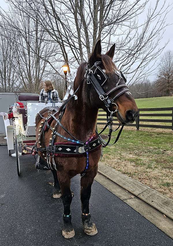 all-around-draft-horse