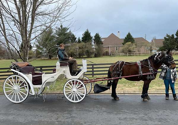 aged-draft-horse