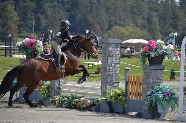 all-around-school-gypsy-vanner-warmblood-horse