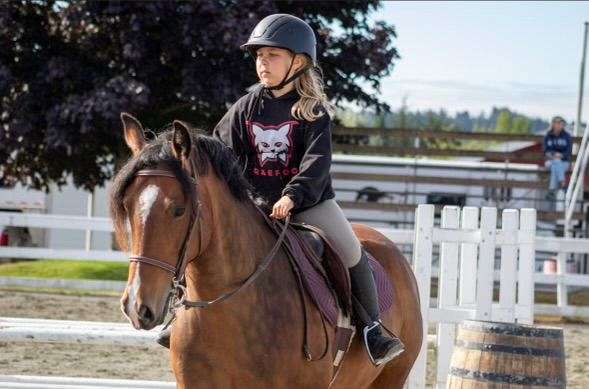 gypsy-vanner-warmblood-mare