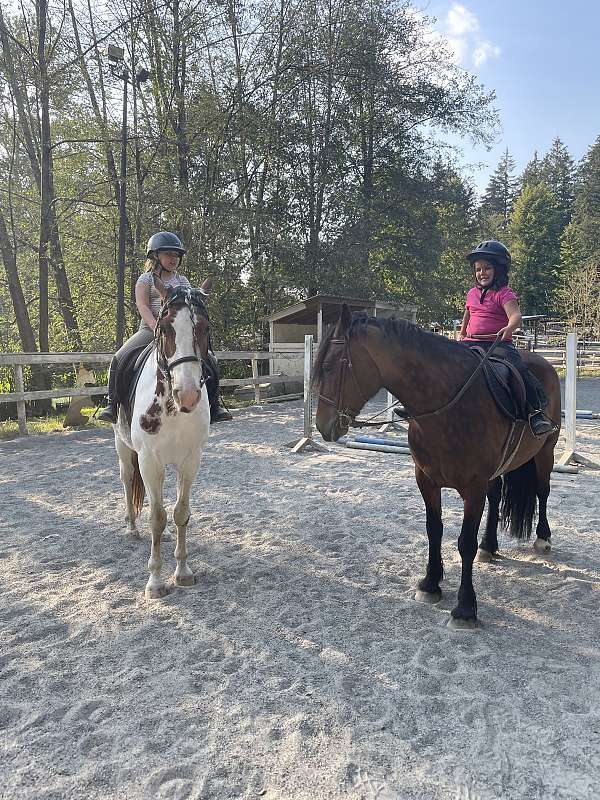 gypsy-vanner-warmblood-horse-for-sale