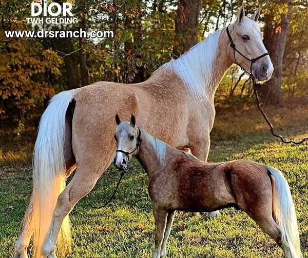 palpmino-tennessee-walking-horse