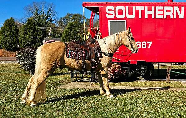 palomino-see-pictures-horse