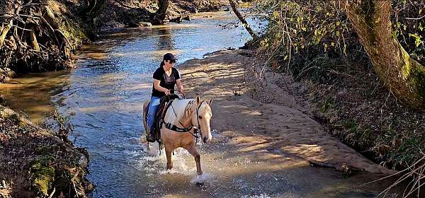 tennessee-walker-walking-horse