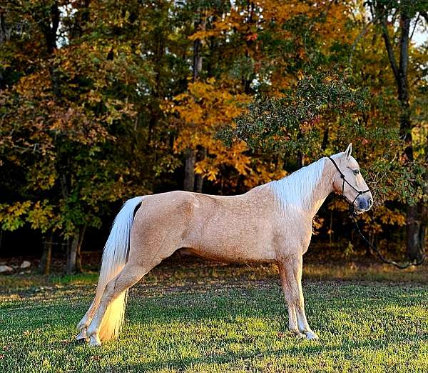 trail-tennessee-walking-horse