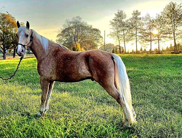 trail-riding-tennessee-walking-horse