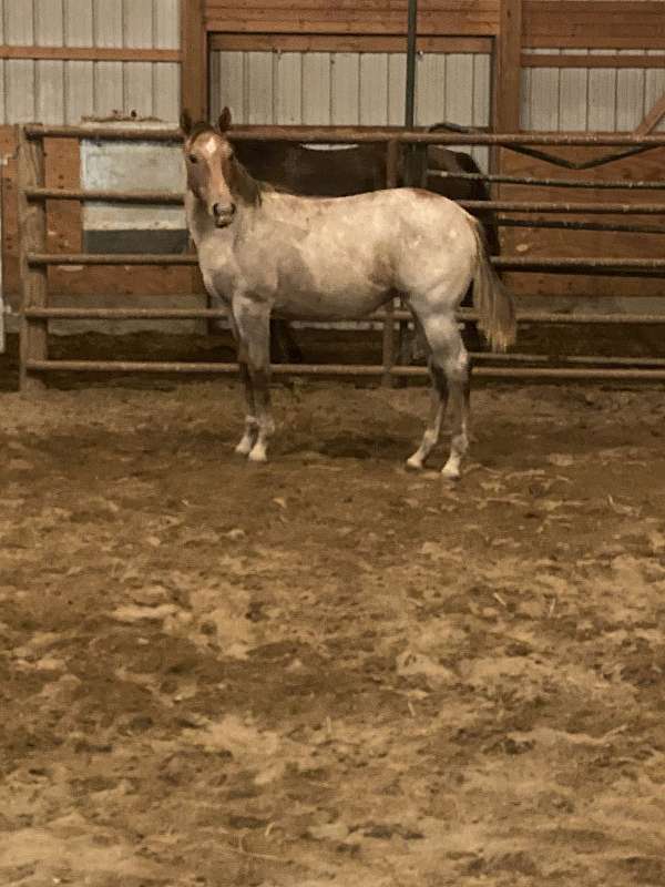 buckskin-grey-ranch-horse