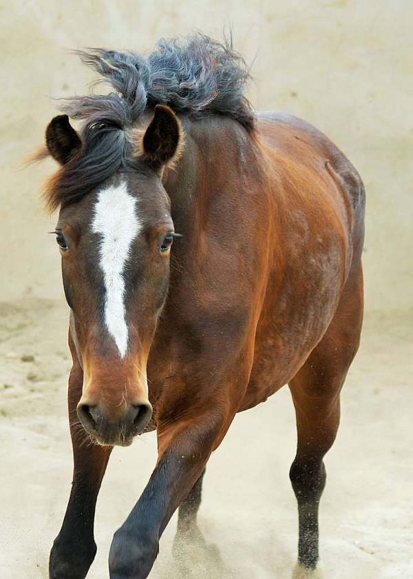 bay-all-around-trail-riding-horse