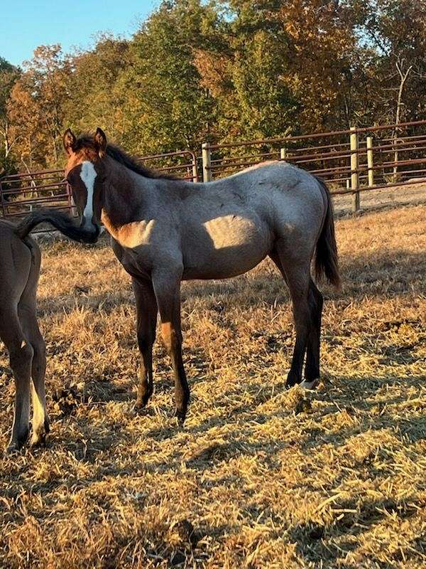 bay-roan-palomino-mare