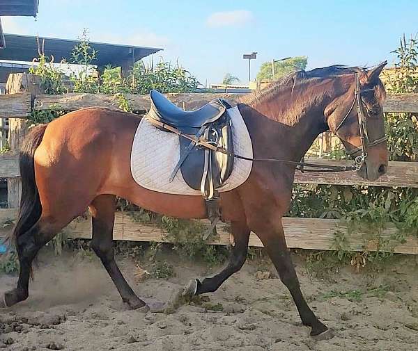 bay-andalusian-mare