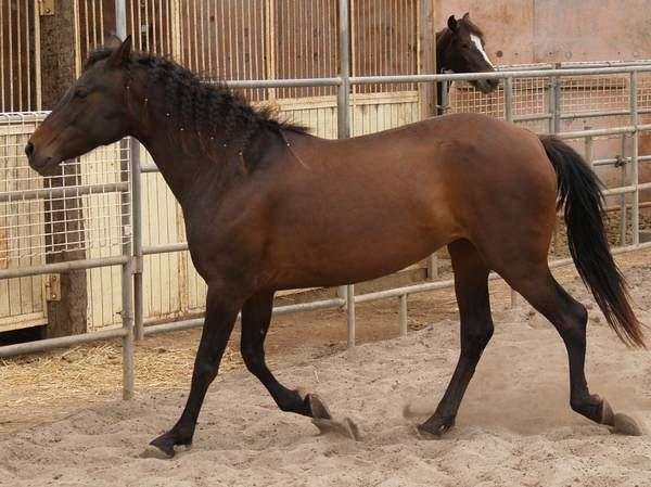 energetic-andalusian-horse