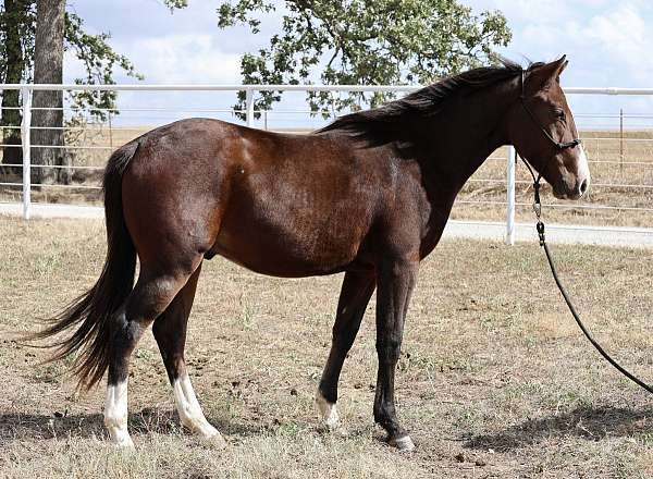 gelding-quarter-horse