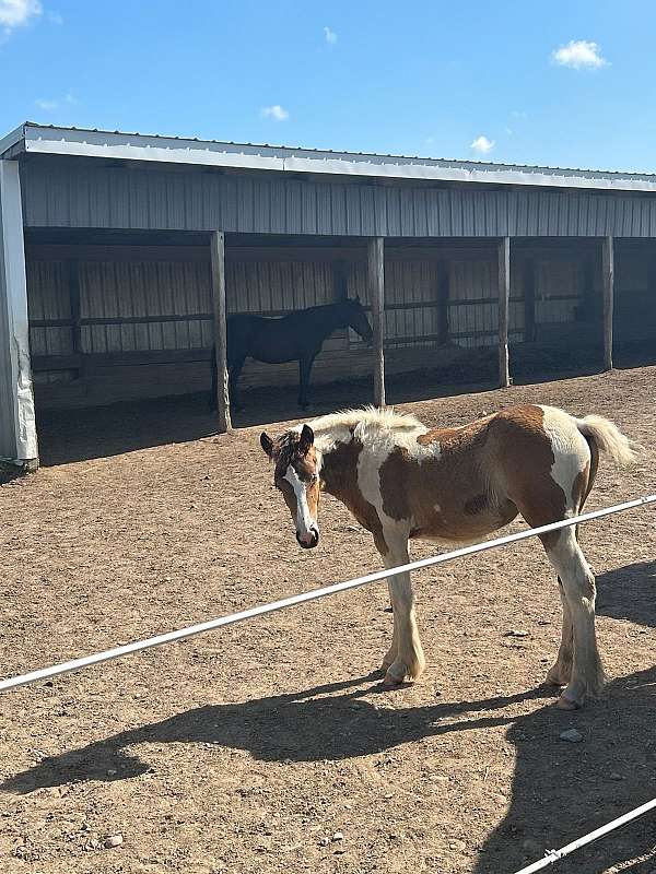 cross-draft-draft-gypsy-vanner-horse