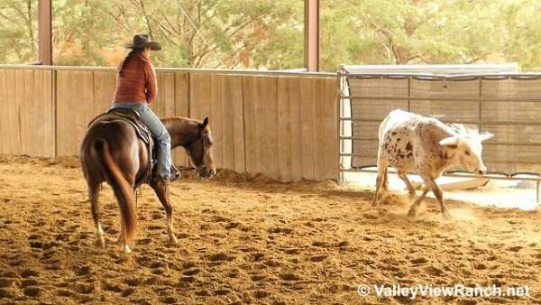 pleasure-driving-quarter-horse