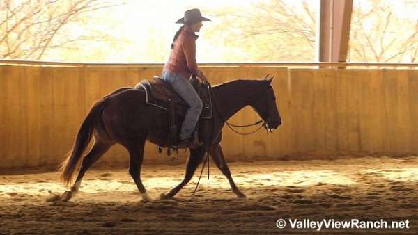 ranch-quarter-horse