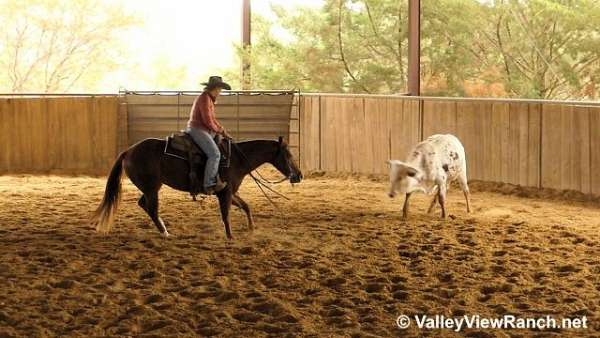 ranch-versatility-quarter-horse