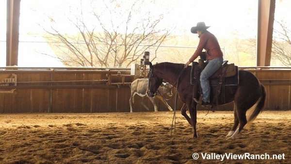 reined-cow-quarter-horse