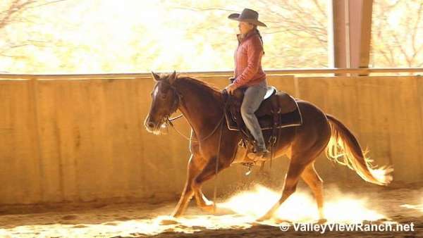 reining-quarter-horse