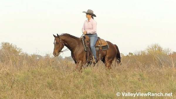 trail-riding-quarter-horse