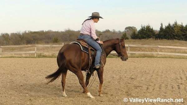 working-cattle-quarter-horse