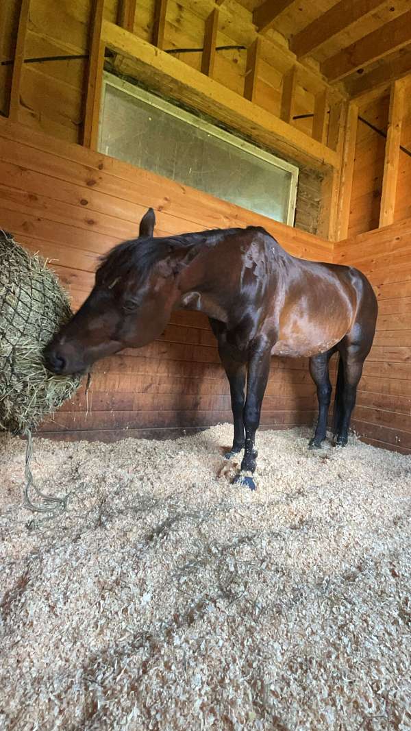 bay-quarter-pony-gelding