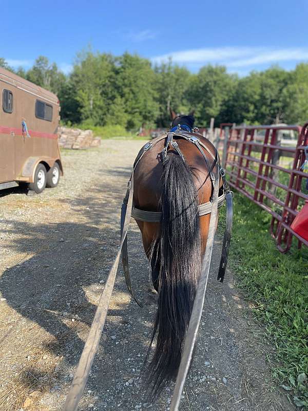 14-hand-quarter-pony-gelding