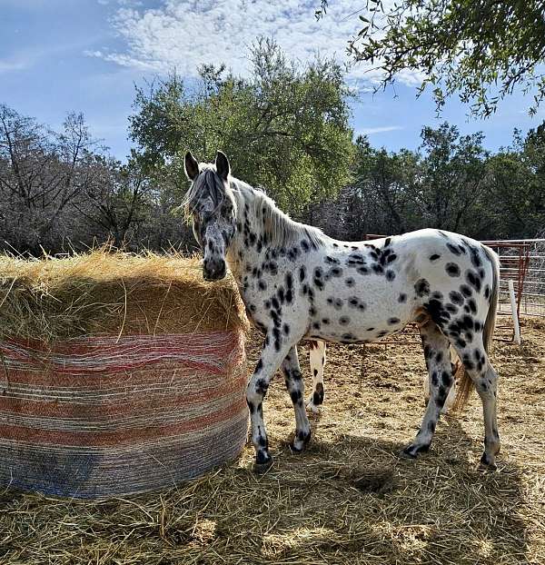 leopard-mare-stallion