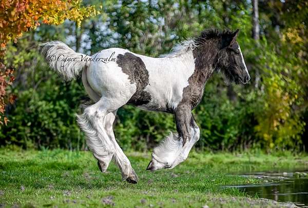 fella-gypsy-vanner-horse