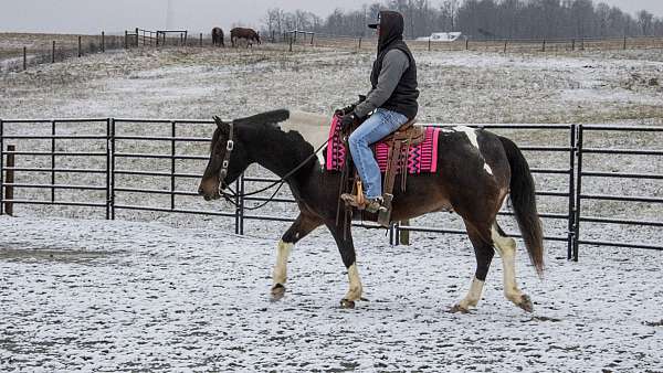 trail-riding-paint-horse