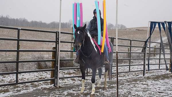 tobiano-paint-gelding