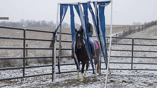 western-riding-paint-horse