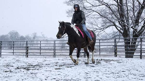 tobiano-all-around-horse