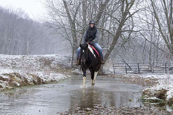 tobiano-beginner-horse