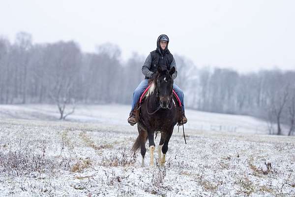 tobiano-kid-safe-horse